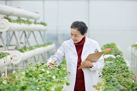 记录草莓生长的农业科研人员高清图片