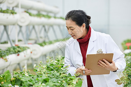 记录草莓生长的农业科研人员图片