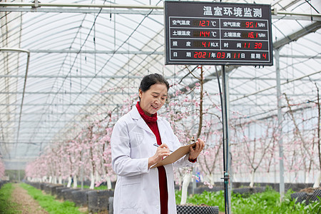 桃树大棚采集农作物数据的科研人员背景图片