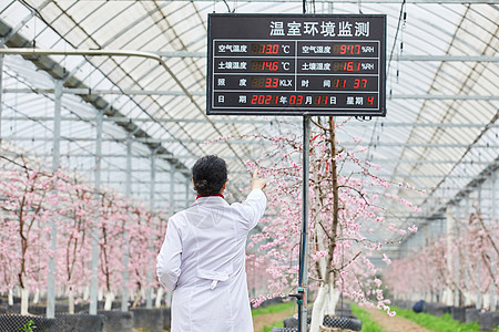 温室花卉农业科研专家观察温室环境数据背影背景