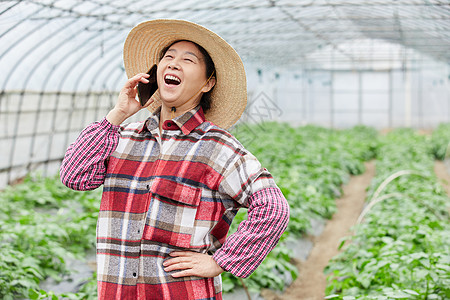人参种植基地在蔬菜大棚打电话的农民背景