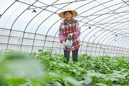 农民在蔬菜大棚浇水图片