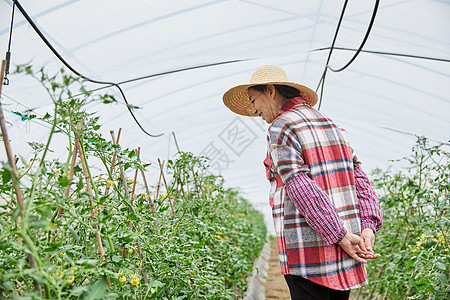 农民大婶温室大棚检查蔬菜背影人物高清图片素材
