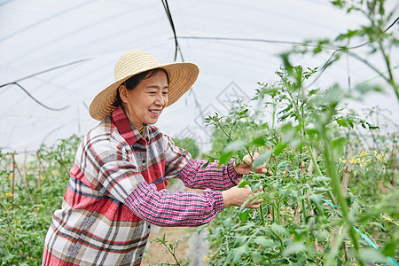 农民蔬菜大棚采摘蔬菜图片