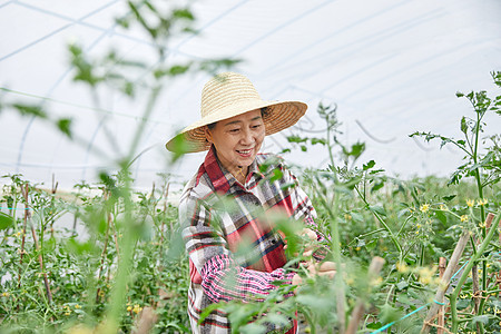 农民蔬菜大棚采摘蔬菜图片