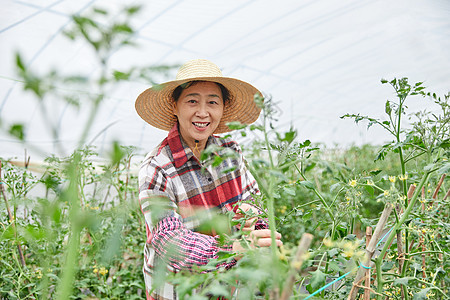 农民蔬菜大棚采摘蔬菜图片