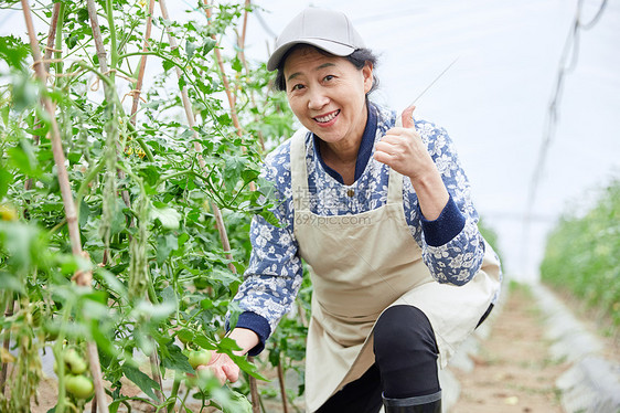 蔬菜大棚里劳作的农民点赞图片