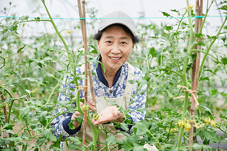 蔬菜大棚里劳作的农民图片