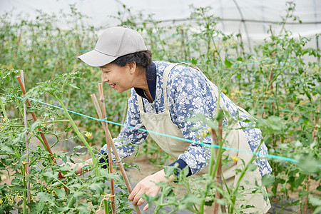 蔬菜大棚里劳作的农民背景