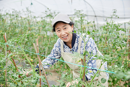 蔬菜大棚里劳作的农民图片