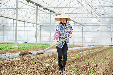 人参种植基地蔬菜大棚耕种的农民背景