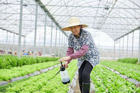 中草药种植基地农民在生菜大棚浇水背景