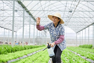 农民在生菜大棚浇水打招呼图片