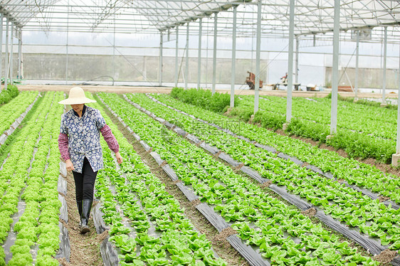 农民在生菜大棚除草图片