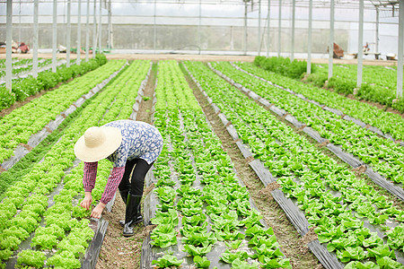 农民在生菜大棚除草图片