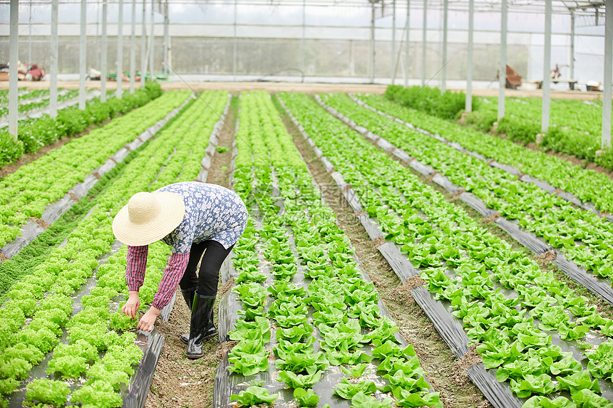 农民在生菜大棚除草图片