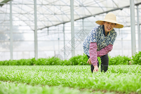 茼蒿大棚除草的农民图片