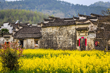 门源油菜花安徽西递古村落油菜花背景