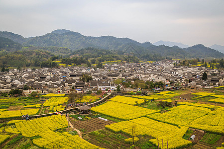 黄色稻田安徽西递古村落油菜花背景