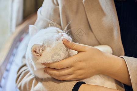 抱着汤圆的猫年轻美女抱着白色加菲猫背景