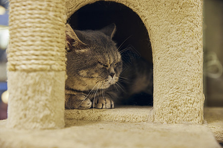 趴在冰块上猫可爱英短宠物猫趴在猫房睡觉背景