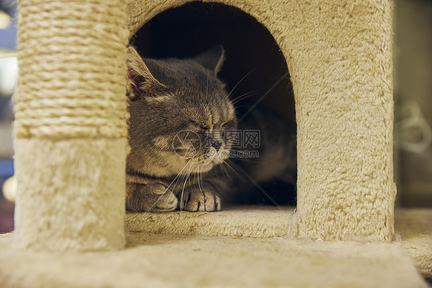 可爱英短宠物猫趴在猫房睡觉图片
