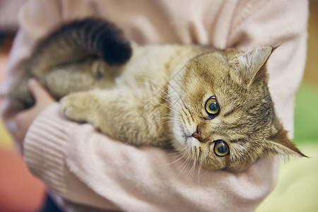 抱着汤圆的猫小女孩抱着呆萌金渐层英短背景