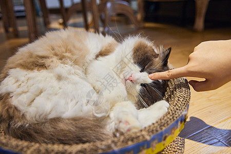 可爱布偶猫哈咪猫卖萌嘟嘴高清图片