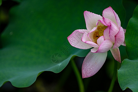 夏日荷花花朵小满高清图片