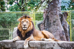 野生动物园狮虎图片