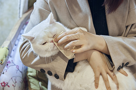 年轻美女给加菲猫清洁眼部图片