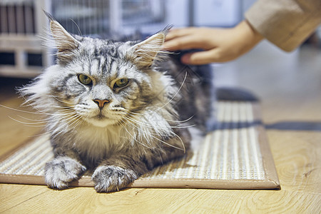 猫咪图片抚摸缅因猫背景