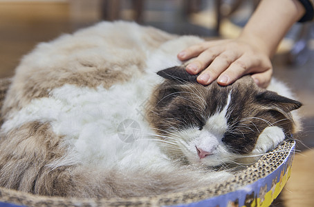 萌宠壁纸抚摸布偶猫特写背景