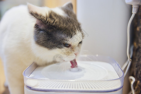 猫咪喝水特写图片