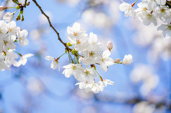 上海静安公园樱花图片