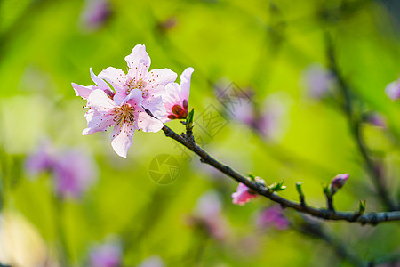 果树开花公园桃树桃花背景