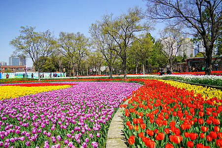 上海静安公园郁金香花海高清图片