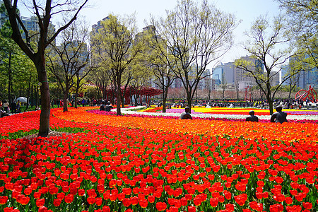 上海静安公园郁金香花海图片