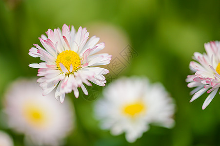 小雏菊彩色菊花高清图片