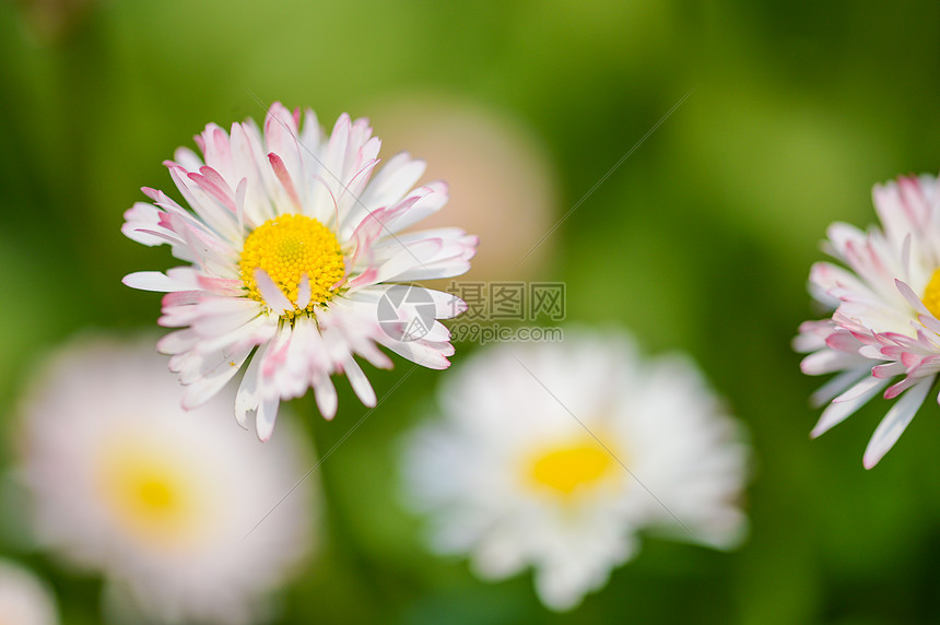 小雏菊
