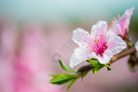 果树开花桃花特写背景