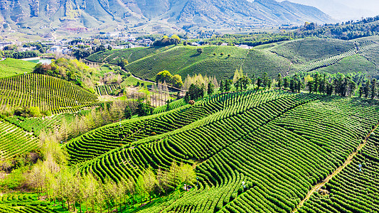 采茶安吉县溪龙乡白茶茶山背景