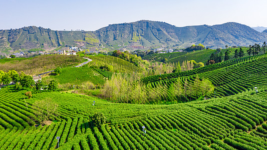 谷雨采茶插画安吉县溪龙乡白茶茶山背景