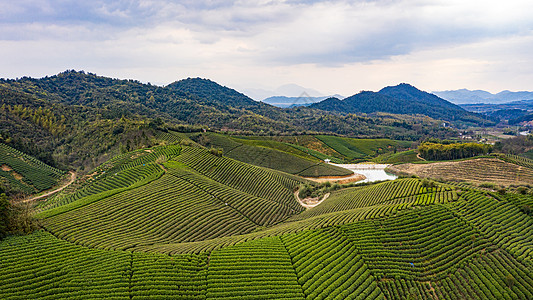 采茶安吉县塘皈线白茶茶山背景