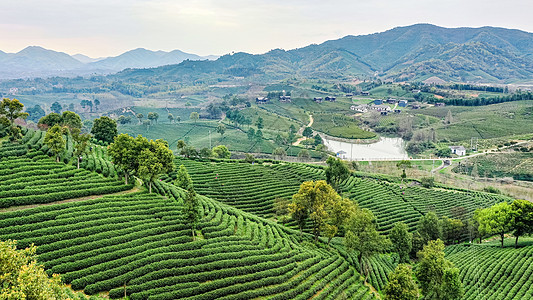 绿色线安吉县塘皈线白茶茶山背景