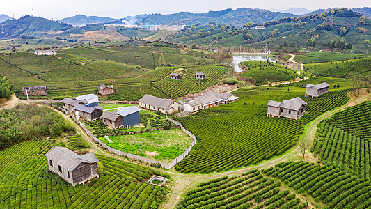 安吉县塘皈线白茶茶山图片