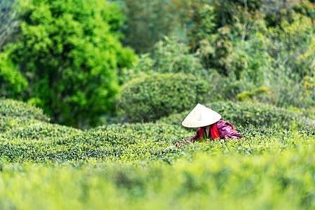 人与植物福鼎白茶茶山上采茶的茶农背景