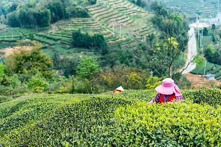 福鼎白茶茶山上采茶的茶农图片