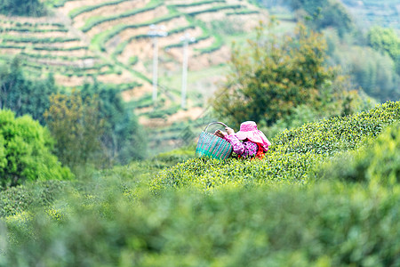 福鼎白茶茶山上采茶的茶农图片