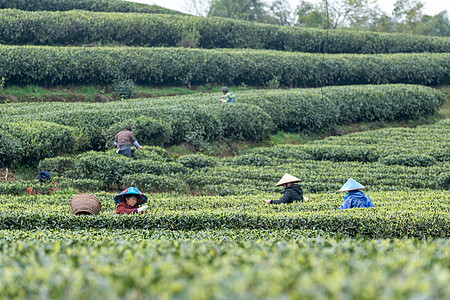 种植环境福鼎白茶茶山上采茶的茶农背景